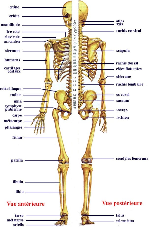 人間の骨格