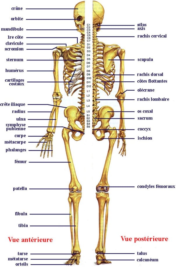 bộ xương người