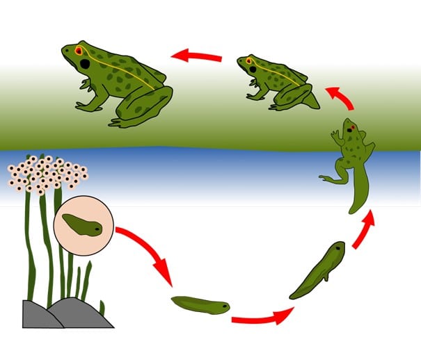 Stades de métamorphose de la grenouille