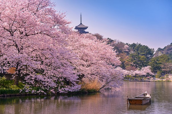 Cerisiers en fleurs au Japon