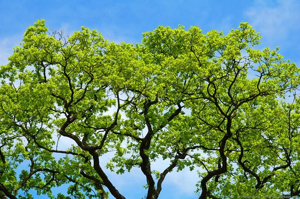 cime degli alberi