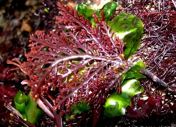 Peppered dulse, Osmundea pinnatifida