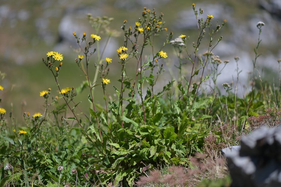 pájaro carpintero (picris hieracioides) en flor