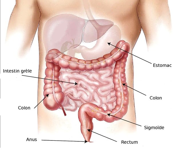 Schéma de l'abdomen humain