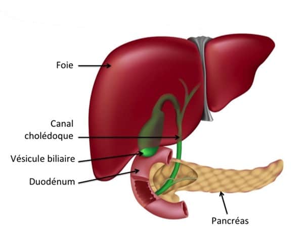 Diagram hati manusia dan saluran empedu