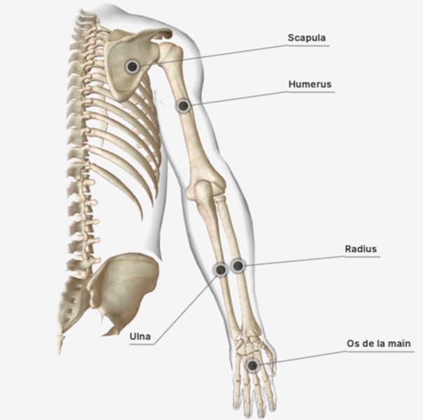 Anatomie du membre supérieur de l’être humain