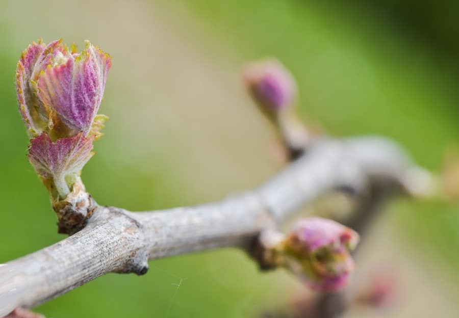 Bourgeons de vigne