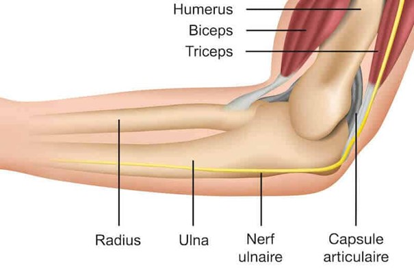 Schéma du coude humain