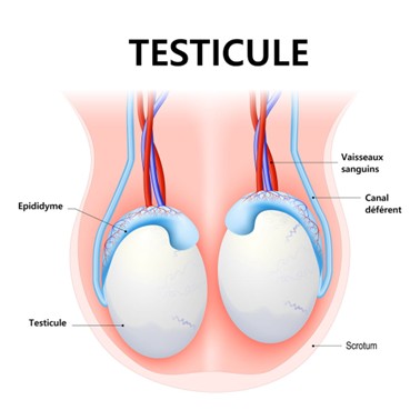 Couilles ou testicules d’un homme