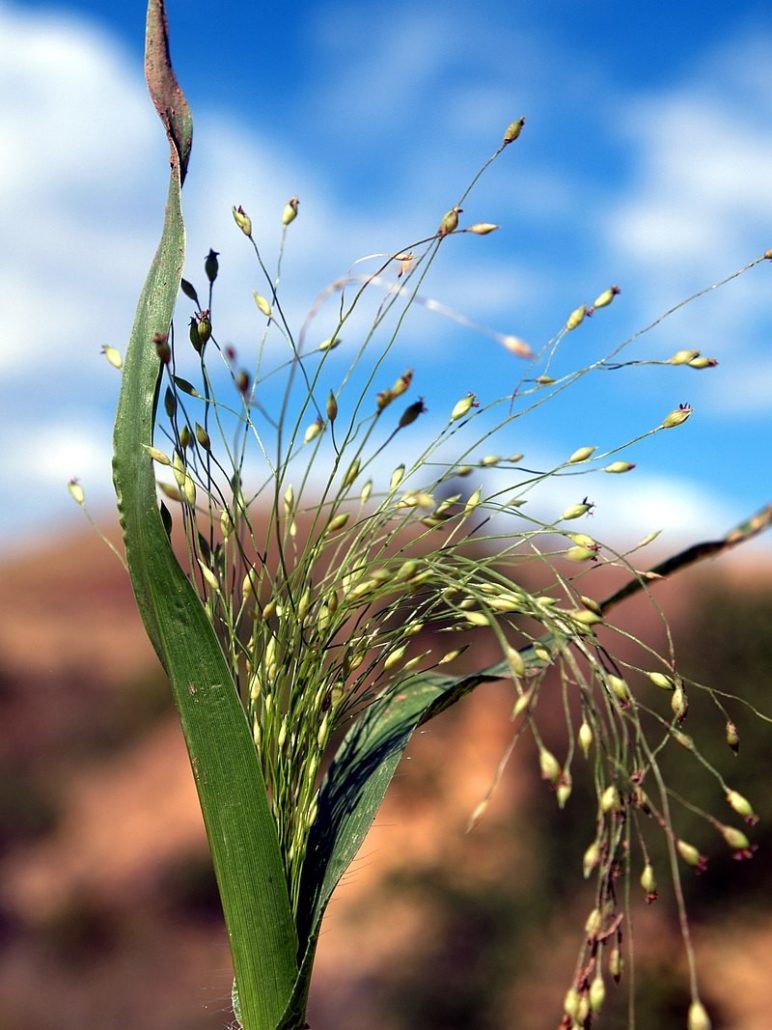 Паникум, Panicum capillare