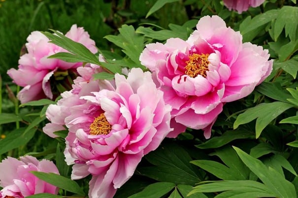 Peony, keluarga Paeoniaceae