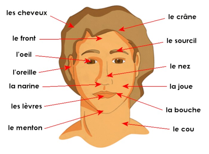 Schéma du visage de l’être humain