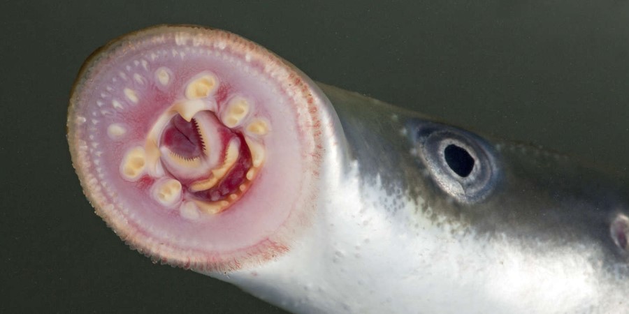 Bouche-ventouse d'une lamproie