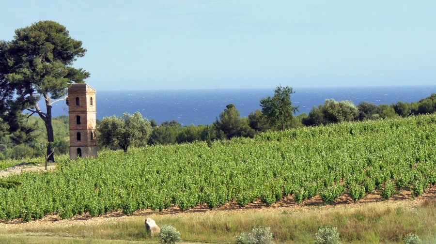 Vignoble de Bandol