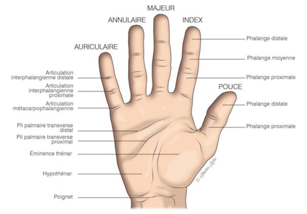 Schéma de la main et des doigts