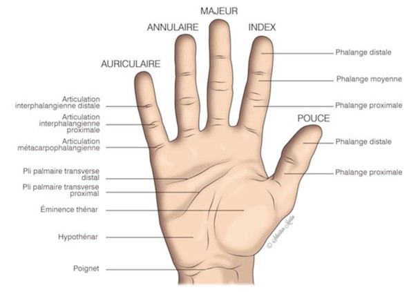 แผนภาพมือและนิ้ว