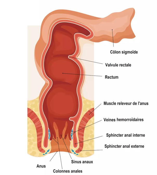 Diagrama de anatomía del canal anal.