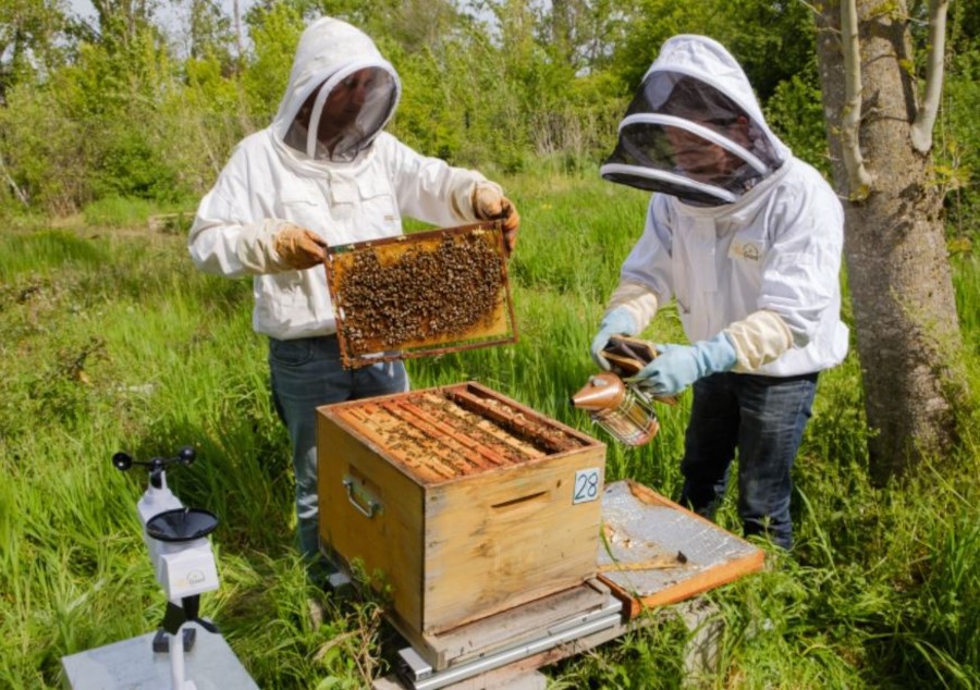 Пчеларство
