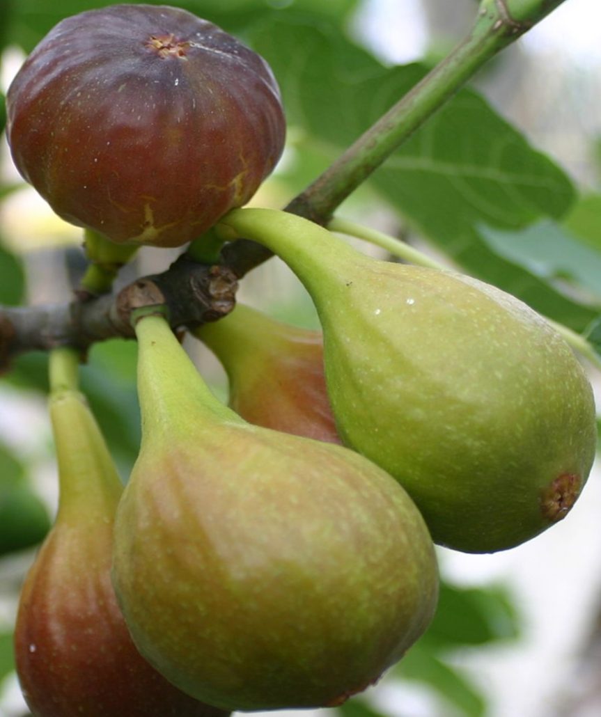Figues de Solliès