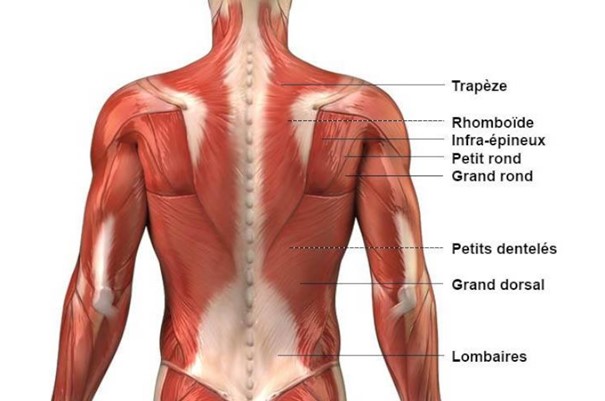 Schéma de l’anatomie du dos humain