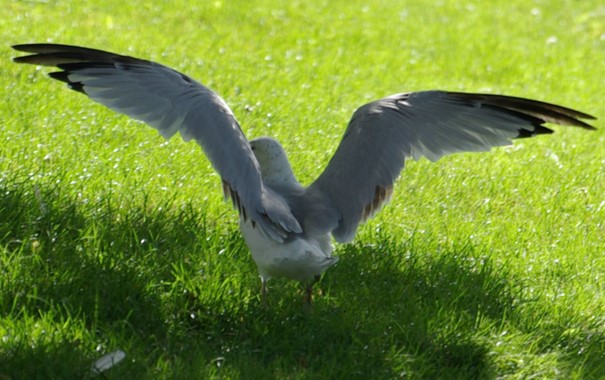 Ailes d'oiseau