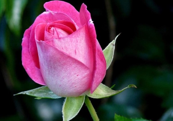 Bouton de rose