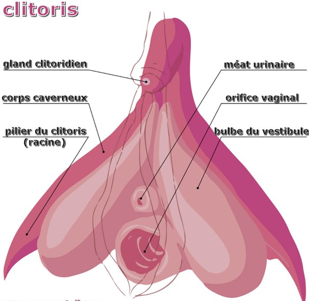 Clitoris