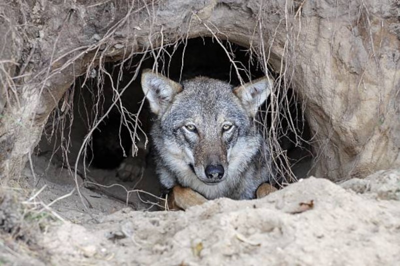 Loup dans sa tanière