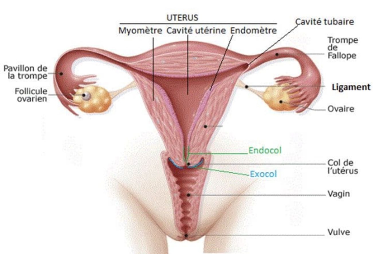 Organe génital de la femme