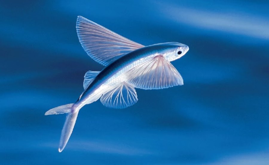 Poisson volant