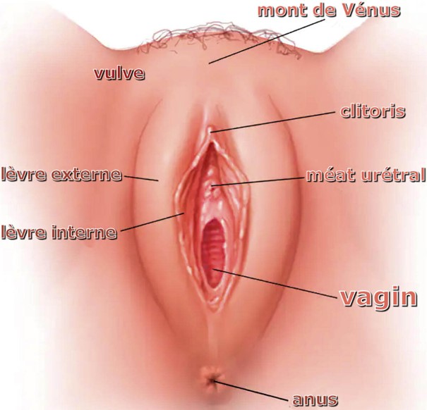 Vulve d'une femme