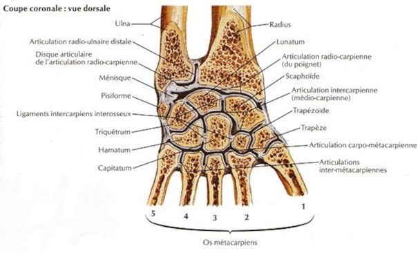 Anatomie du poignet humain