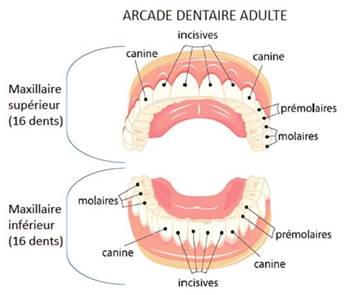Arcade dentaire d'un humain adulte