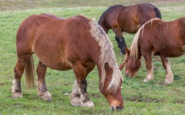 Chevaux francs-comtois