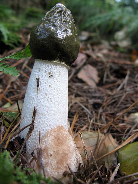 Satyre puant (Phallus impudicus)