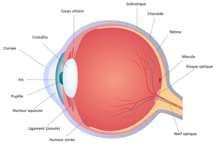 Schéma de la coupe de l’œil
