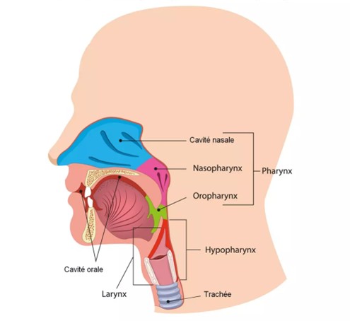 Schéma de l’anatomie du pharynx et du larynx