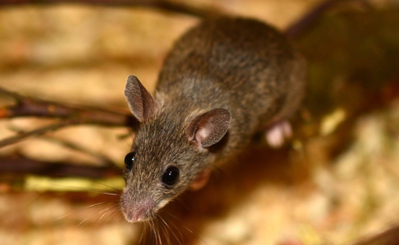 Souris