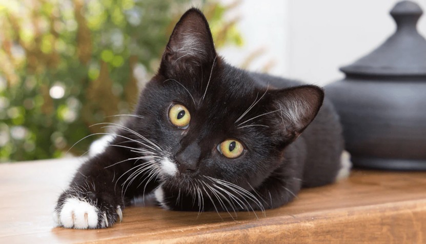 Chat de gouttière