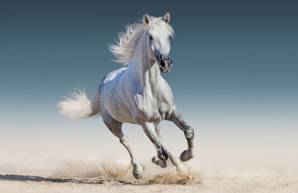 Cheval au galop