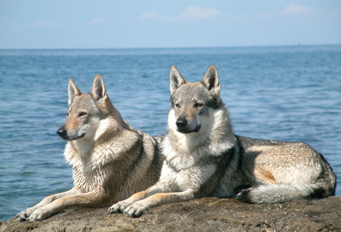 Chiens-loups
