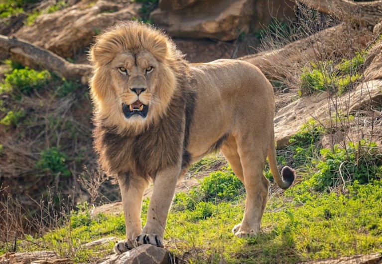 Lion