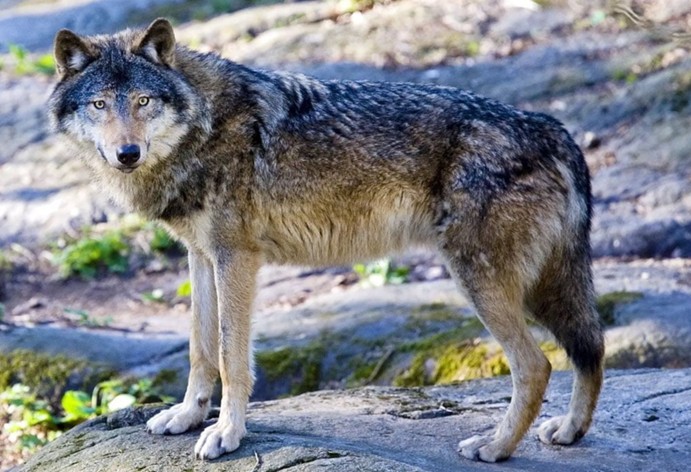Loup