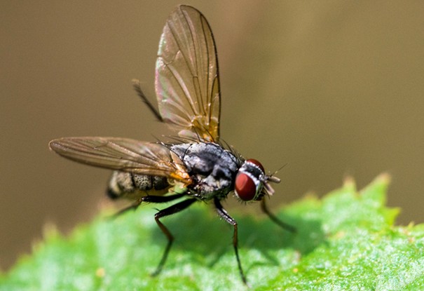 Mouche domestique