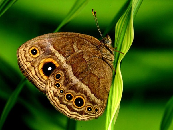 Ocelles sur les ailes d'un papillon