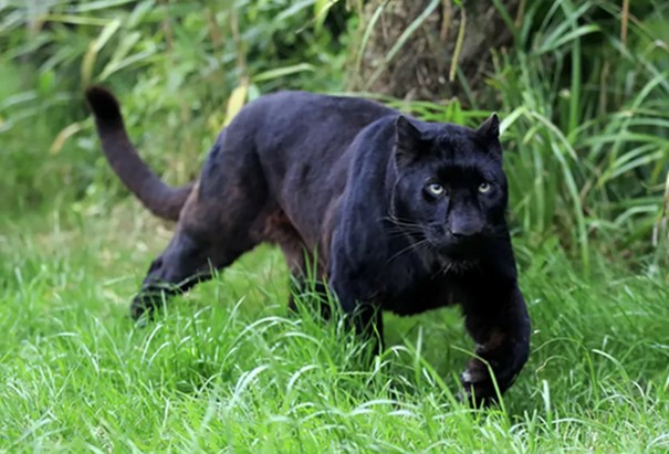 Panthère noire de Java
