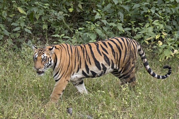 Tigre du Bengale