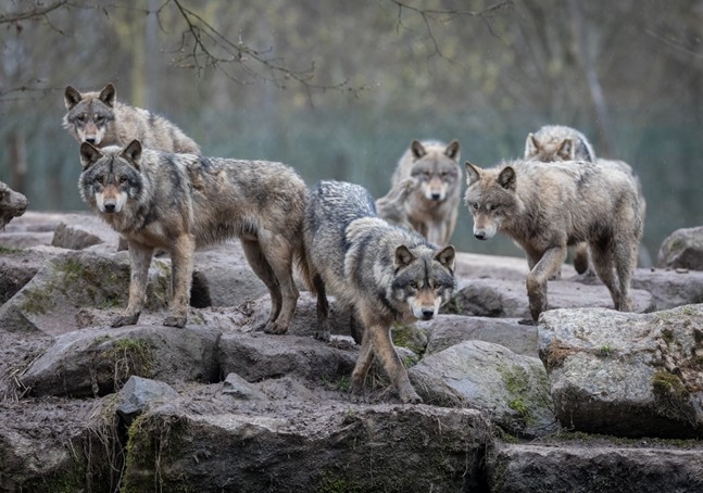 Meute de loups