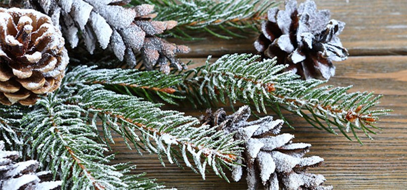 Branchage de sapin pour Noël