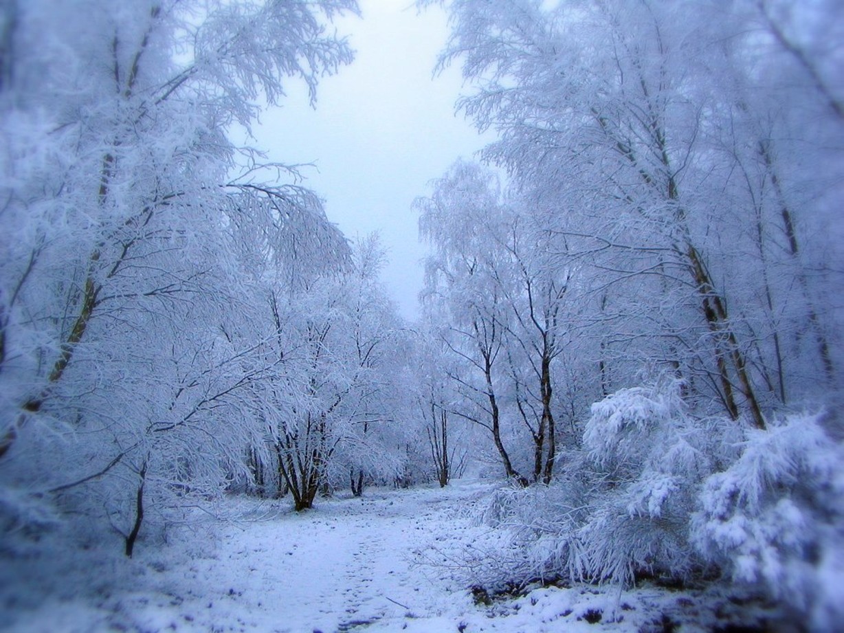 Forêt sous le givre